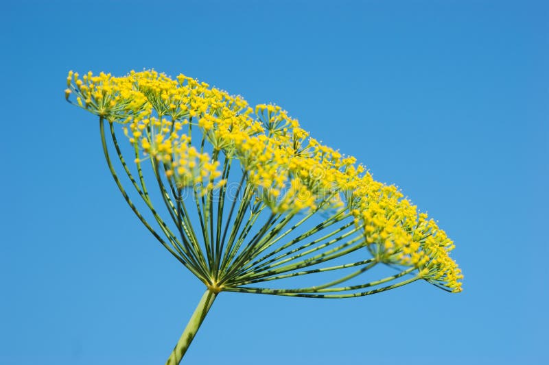 Flowering dill stock photo. Image of yellow, summer, botany 16557238
