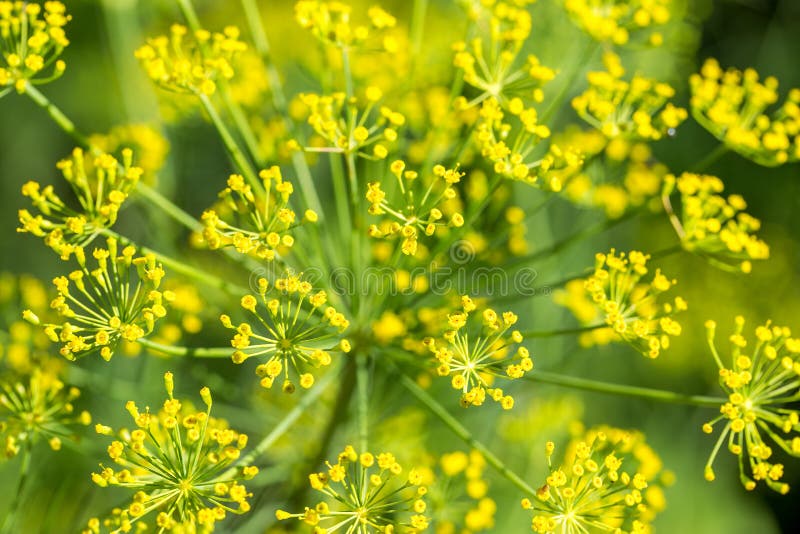 Flowering dill stock photo. Image of head, homogeneous 80663250