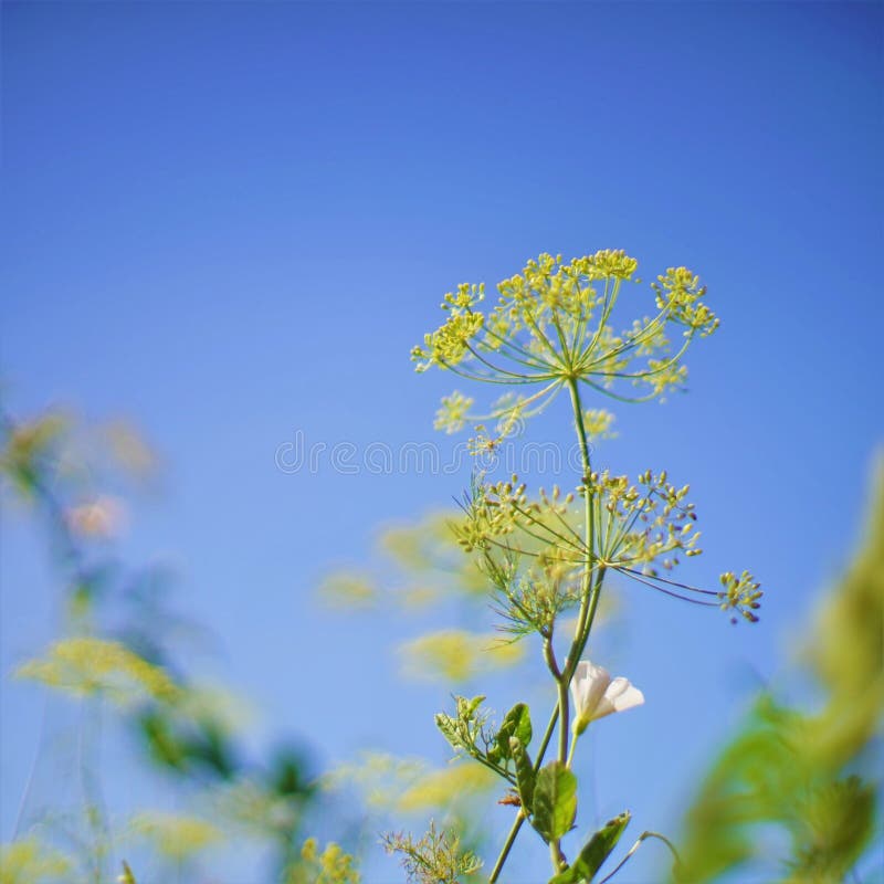 Flowering Dill Grows in the Garden. Selective Soft Focus Stock Image
