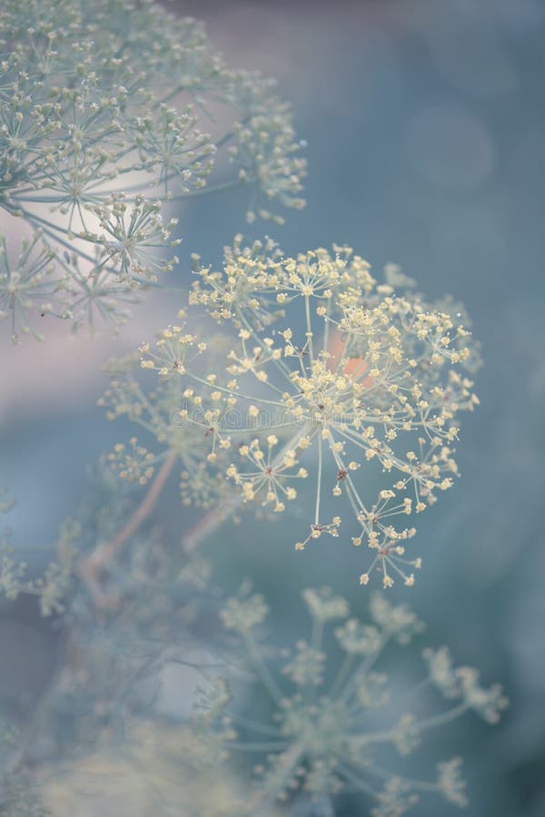 Dill flower stock image. Image of outdoor, close, branch 42879405