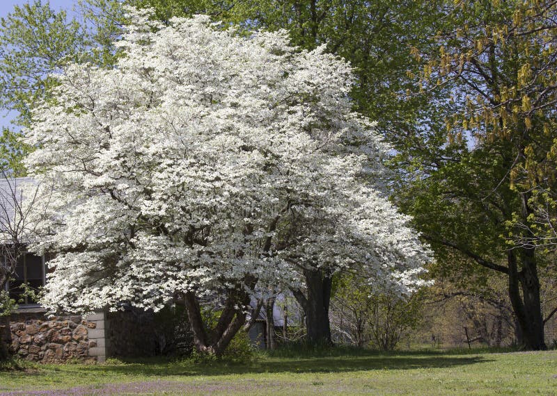 Flowering Dogwood Tree