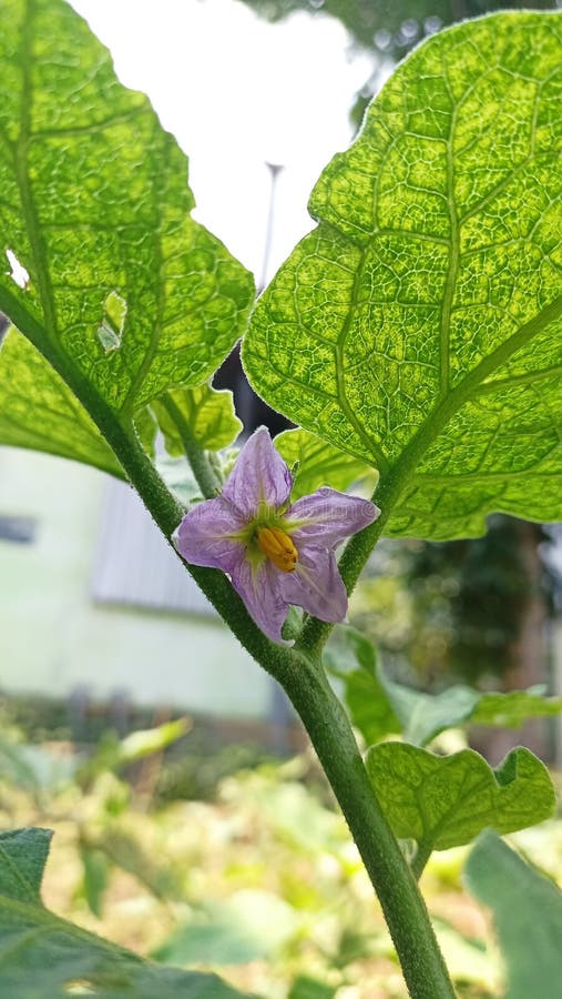 A Flowering Eggplant Tree Ready To Bear Fruit Stock Image Image of