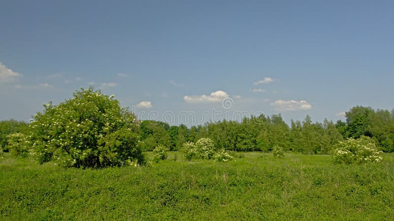 Flowering Elders and other green shrubs and trees in a meadow with high wild grass on a sunny day with clear blue sky