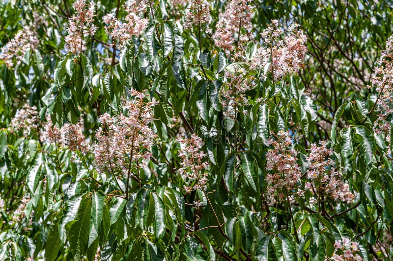 Flowering European horse-chestnut tree creating a natural display, background of green palmate leaves and upright white, pinkish f