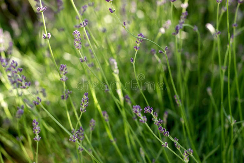 Flowering Fragrant Lavender in the Rays of the Morning or Evening Sun. Stock Photo Image of