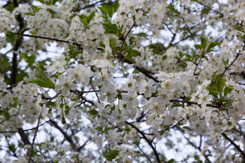 Flowering fruit tree stock photo. Image of flowering - 54346740