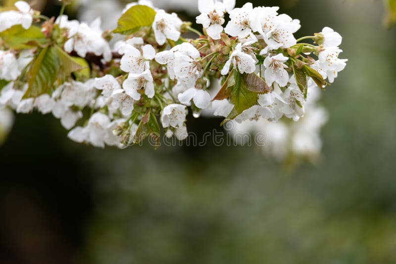 Flowering of Fruit Trees. White Flowers on a Cherry Tree Branch Stock