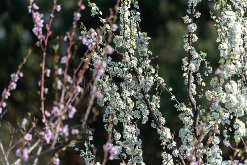 Flowering of Fruit Trees. White Flowers on a Cherry Tree Branch Stock