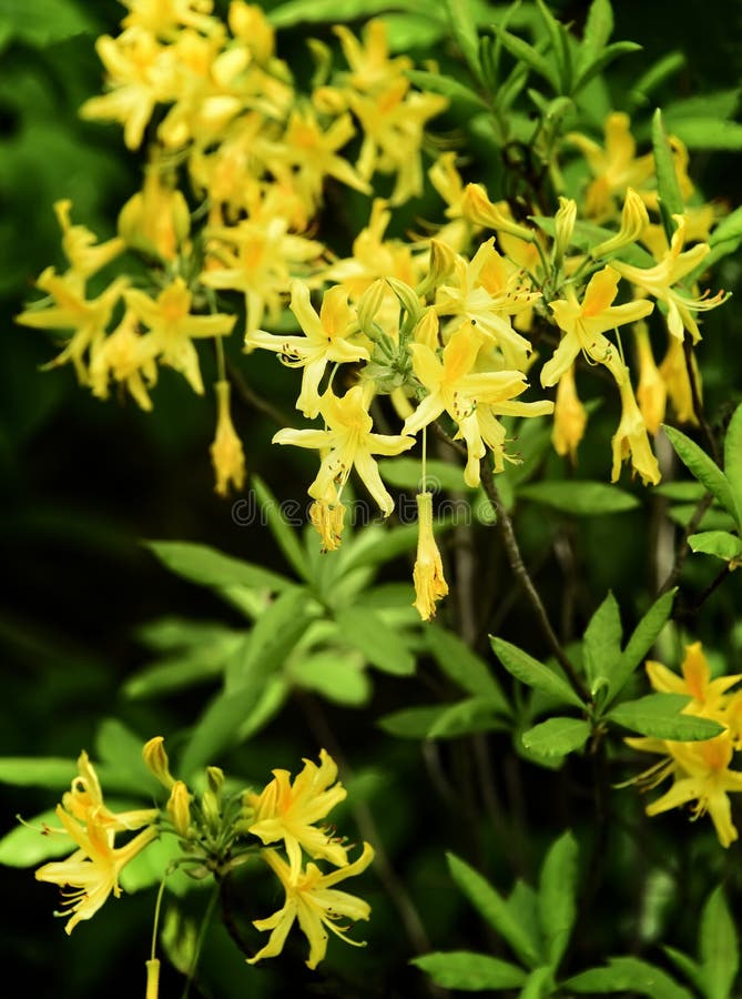 Flowering Ginger Plant in Scotland stock image