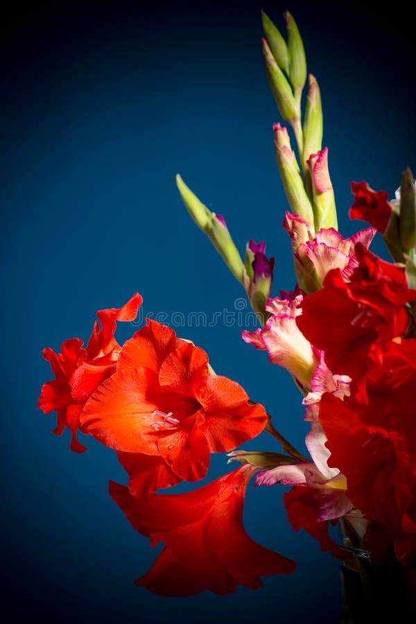 Flowering gladioli stock photo