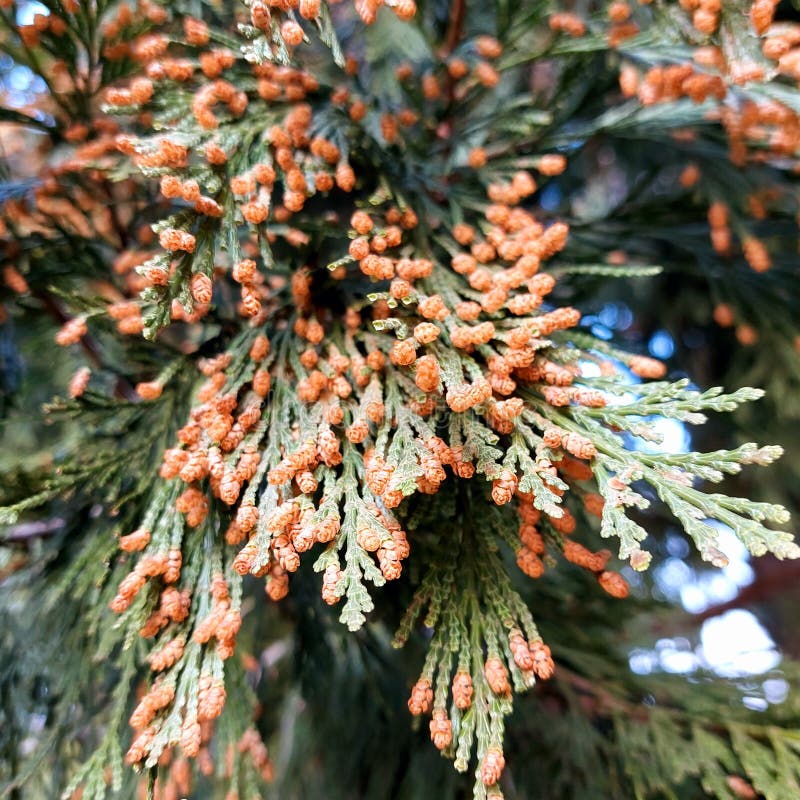 Flowering gren of Calocedrus decurrens tree royaltyfri fotografi