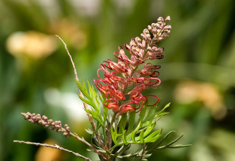 Grevillea Lat. Grevillea is Also Known As a Spider Flower Stock Photo