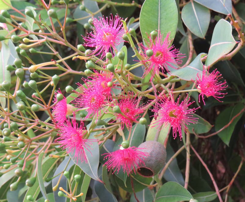 321 Pink Flowering Gum Stock Photos Free & RoyaltyFree Stock Photos