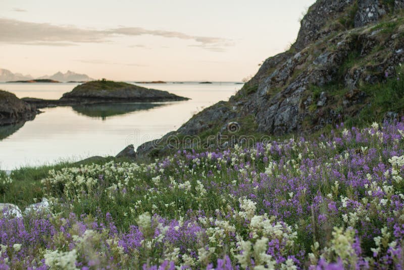 Flowering herbs and stones covered with moss on the sandy beach, Lofoten, Norway. Flowering herbs and stones covered with moss on sandy beach, Lofoten, Norway stock images Flowering herbs and stones covered with moss on the sandy beach, Lofoten, Norway. Flowering herbs and stones covered with moss on sandy beach, Lofoten, Norway stock images