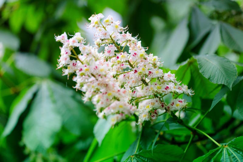 Flowering of Horse Chestnut Trees in Kiev Stock Image Image of