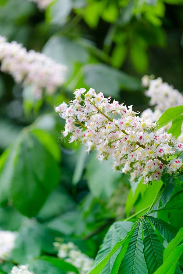 Flowering of Horse Chestnut Trees in Kiev Stock Image Image of beauty