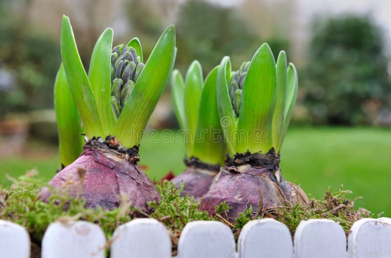 Flowering hyacinths stock photo. Image of garden, season 28265088