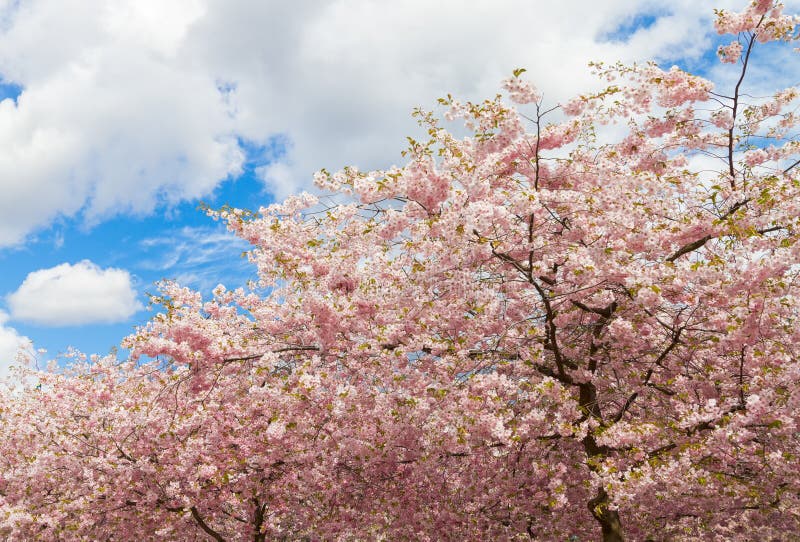 Flowering Japanese Cherry Trees. Prunus Serrulata. Stock Image Image