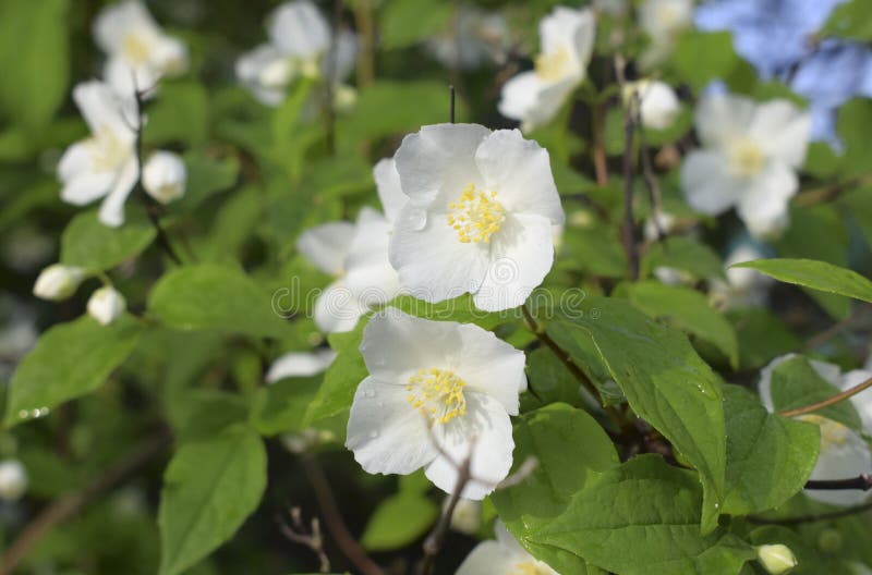 Flowering Jasmine. White Flowers with Dewdrops Stock Photo Image of