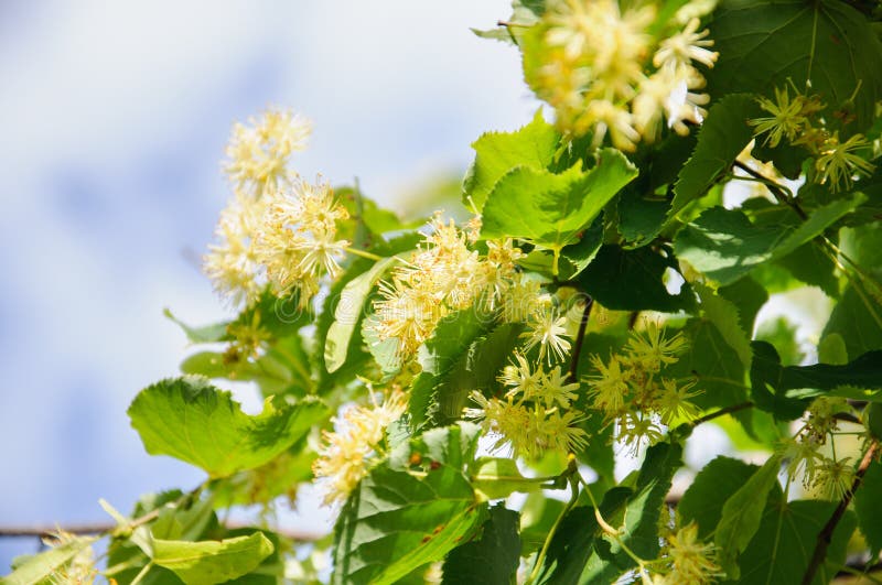 Flowering Large-leaf Linden Tilia. the Branches are Covered with Yellow ...