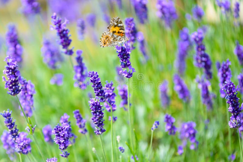 Flowering lavender with cosmopolitan butterfly - Vanessa cardui, Syn.: Cynthia cardui royalty free stock photo Flowering lavender with cosmopolitan butterfly - Vanessa cardui, Syn.: Cynthia cardui royalty free stock photo