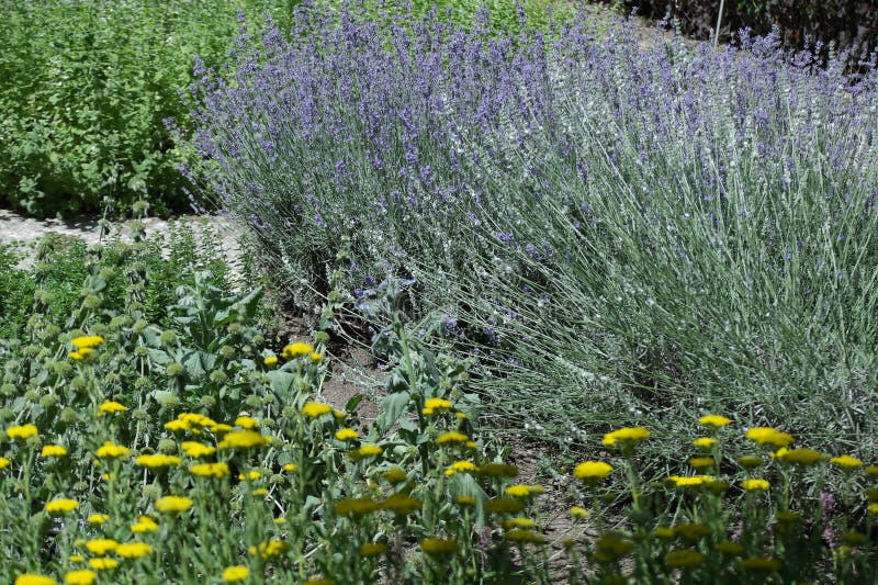 Flowering Lavender in the Flower Beds in the Parks. Stock Photo Image