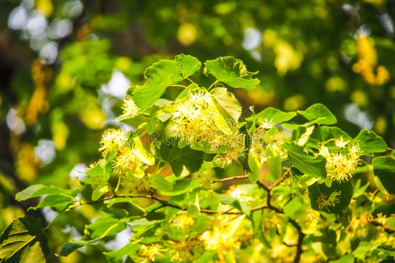 Flowering Linden Tree with Beautiful Yellow Flowers. Medicinal Plant ...