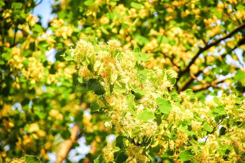 Flowering Linden Tree with Beautiful Yellow Flowers. Medicinal Plant ...