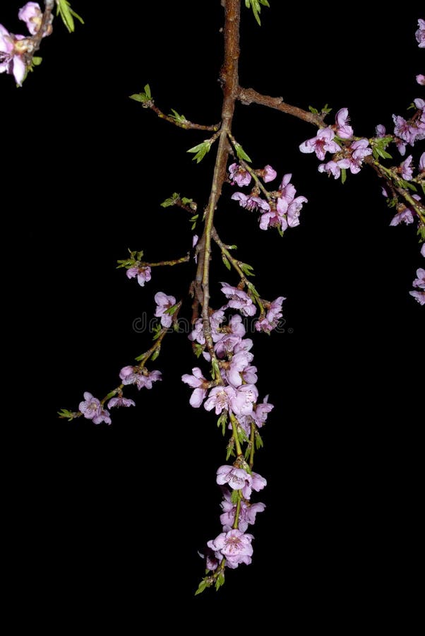 Flowering Long Branch of the Tree Stock Image Image of flowering