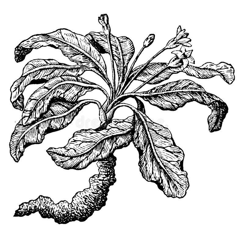 Mandrake Stock Illustrations – 428 Mandrake Stock Illustrations