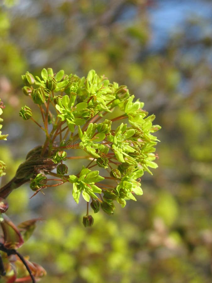 Flowering maple tree stock photo. Image of spring, maple 178590598