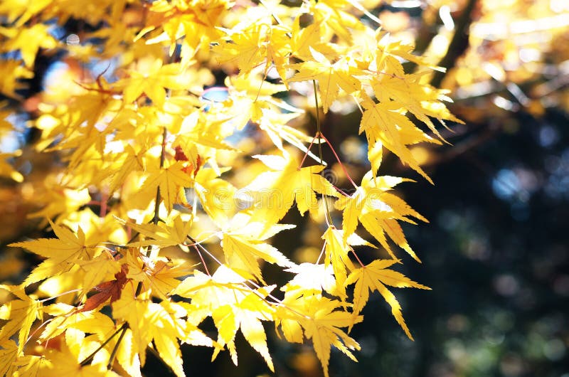 Flowering maple, yellow stock photo. Image of pagoda 60279958