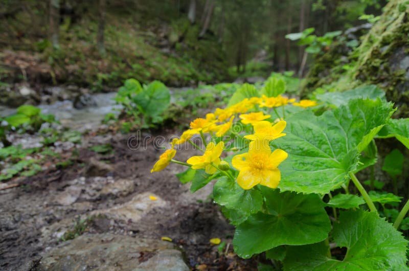 Flowering Marh Marigold in the Mala Fatra NP, Slovakia