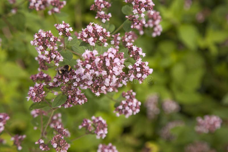 Flowering Marjoram plants stock image. Image of oregano 75871525