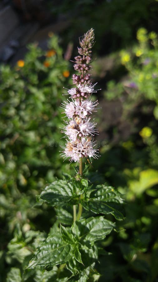 Flowering Mint in the Garden Stock Photo Image of color, aroma 83793876
