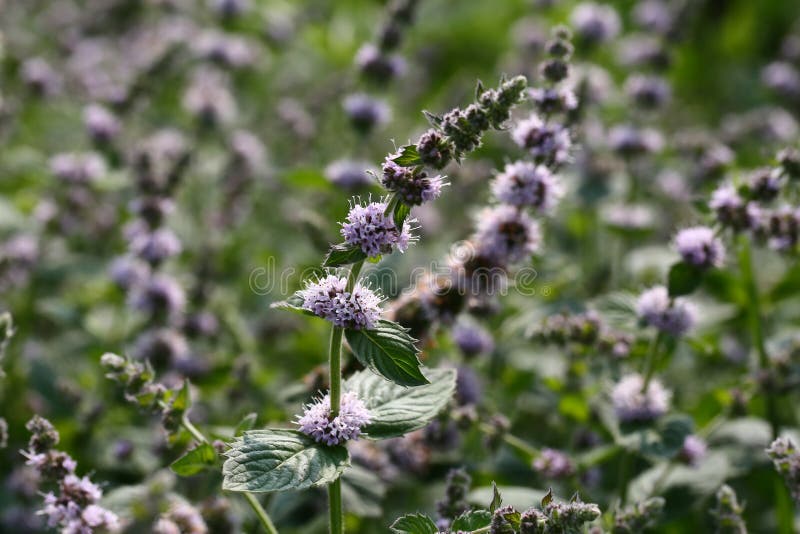 Flowering mint stock image. Image of plant, summer