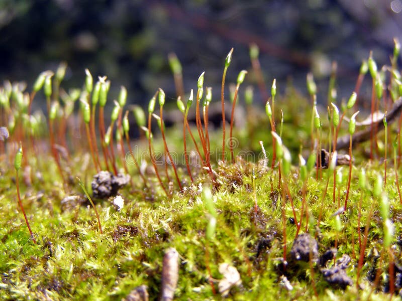 Flowering of moss stock photo. Image of waking, macrophotography 11849412