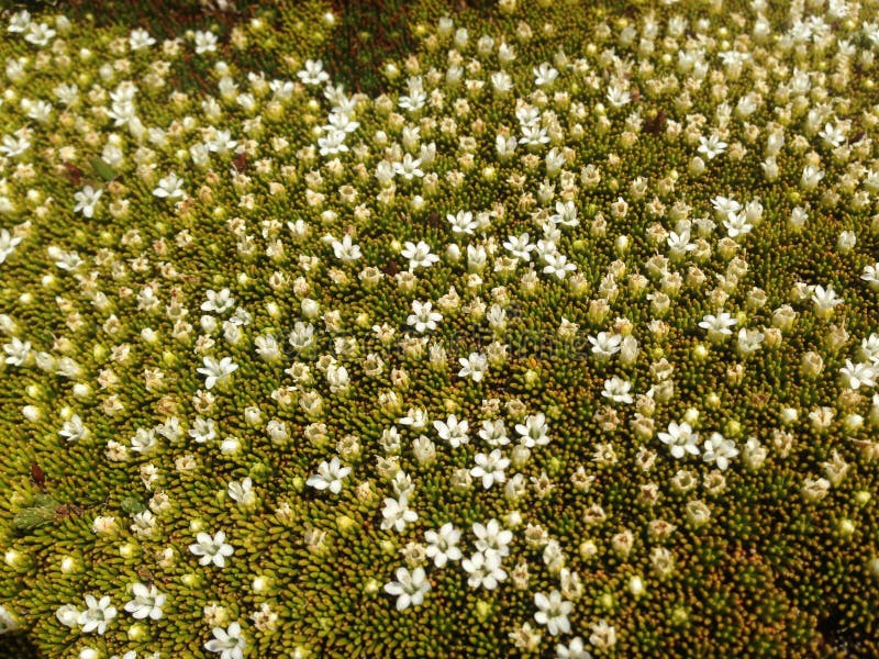 Flowering Moss in the Forest on a Sunny Day Stock Image Image of