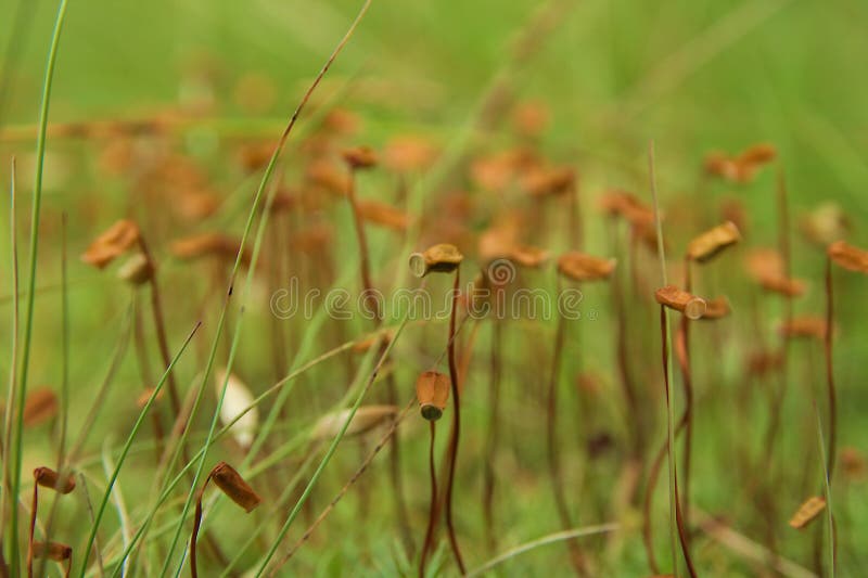 Flowering moss. Green moss and brown flowers. Flowering moss. Green moss and brown barrel-shaped flowers royalty free stock photos Flowering moss. Green moss and brown flowers. Flowering moss. Green moss and brown barrel-shaped flowers royalty free stock photos