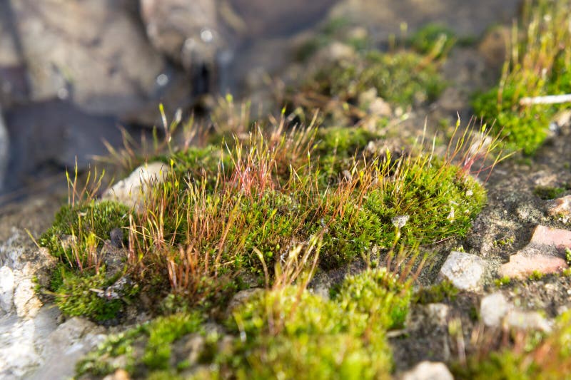 Flowering of moss stock photo. Image of gemma, flowering 11849412