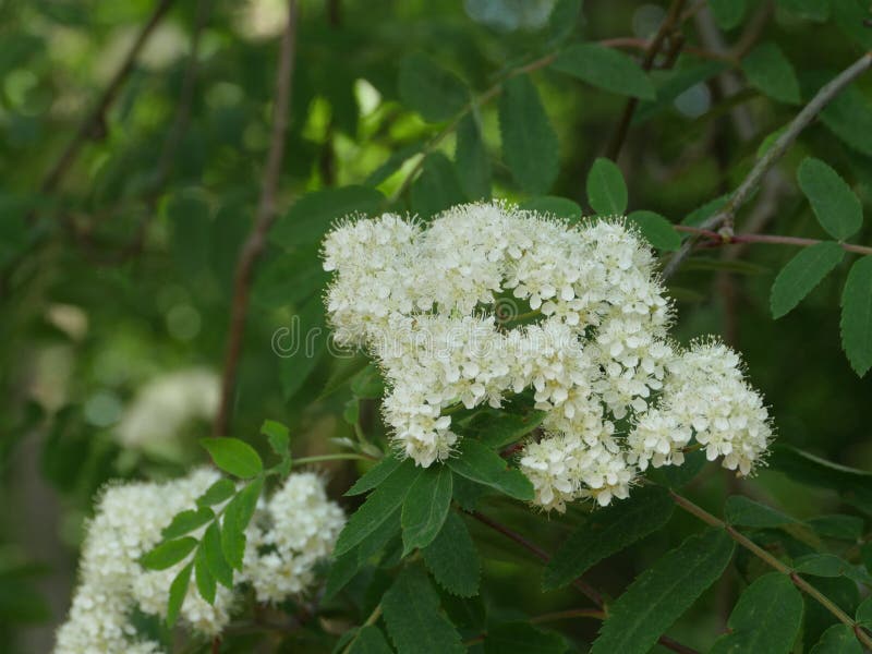 106 Branch Flowering Wild Ash Stock Photos - Free & Royalty-Free Stock ...