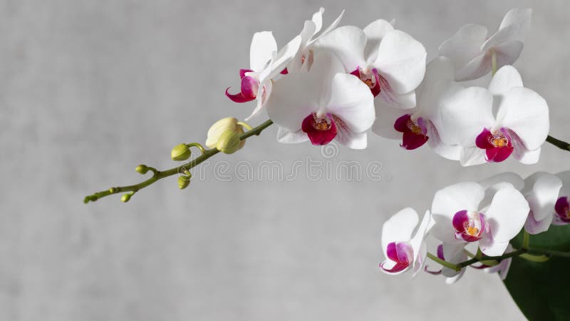 A flowering multi-flowered white orchid with deep purple red lip of the genus Phalaenopsis. Flowers and buds.