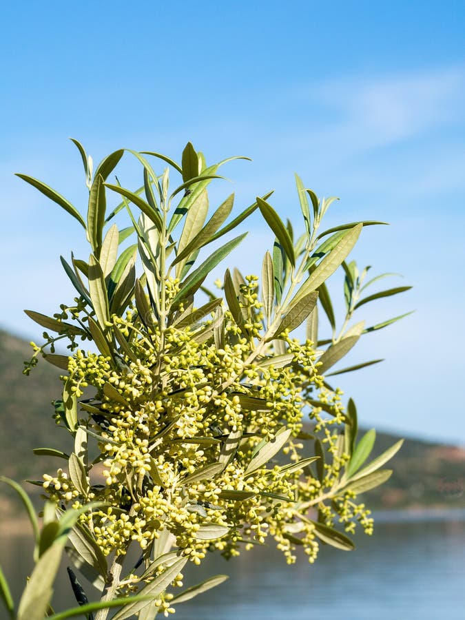 Olive Buds on the Young Tree Branch. Concept of Ecological Agriculture