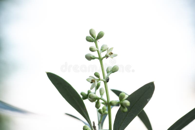 Flowering olive tree branches with buds and flowers stock image