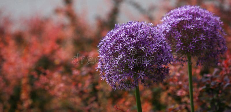 Flowering Onion Plant and Bush with Red Leaves Stock Image Image of