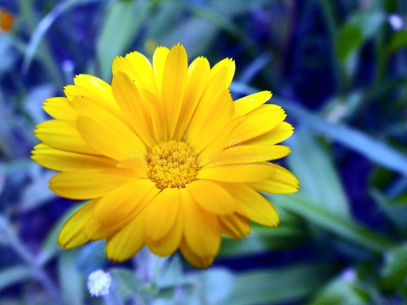 Flowering Open Bud of a Yellow Flower Stock Image Image of summer
