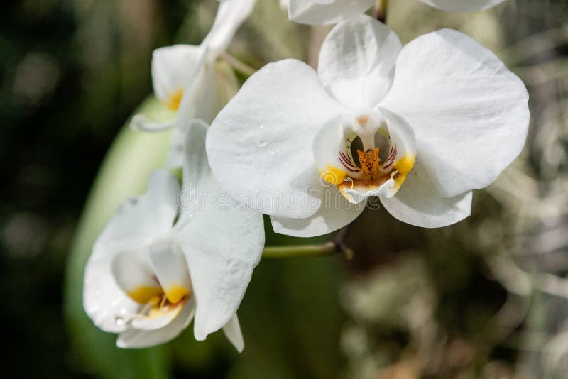 Flowering Orchids in the Botanical Garden Stock Photo Image of bloom