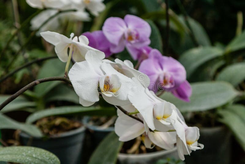 Flowering Orchids in the Botanical Garden Stock Photo Image of green