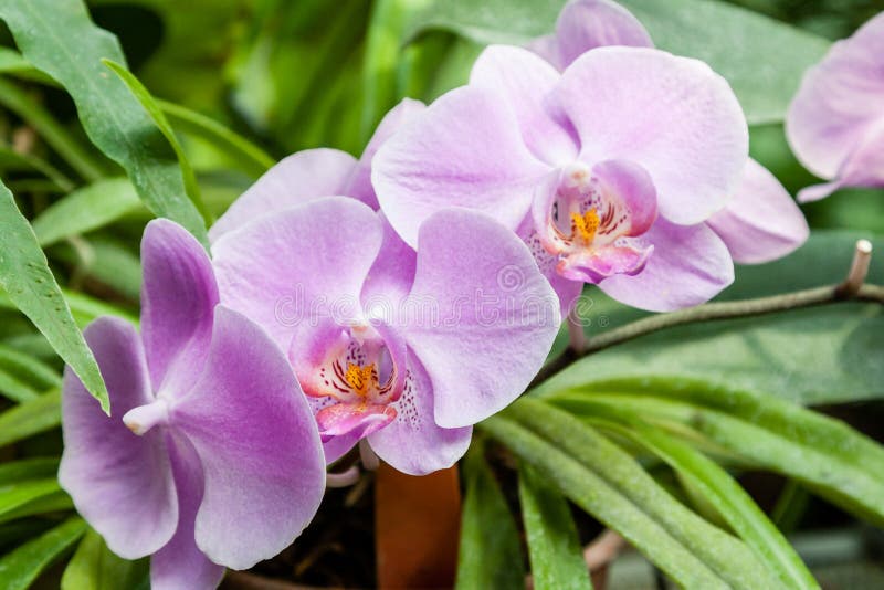 Flowering Orchids in the Botanical Garden Stock Photo Image of