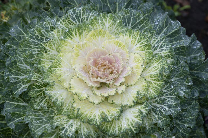Flowering Or Ornamental Kale Cabbage Latin Name Brassica ... Flowering Or Ornamental Kale Cabbage Latin Name Brassica ...